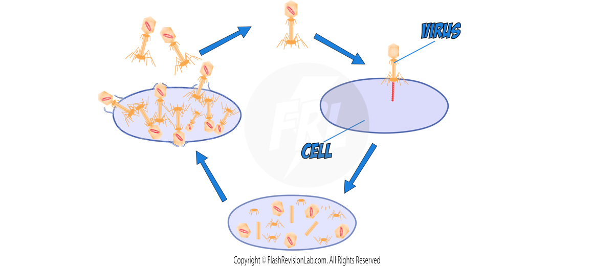 Virus Reproduction